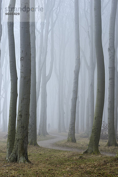 Baum Wald Nebel Deutschland Mecklenburg Vorpommern