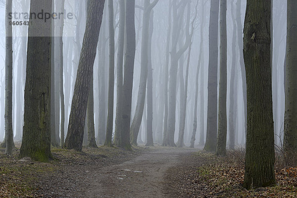 Baum Weg Nebel Deutschland Mecklenburg Vorpommern