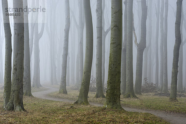 Baum Weg Nebel Deutschland Mecklenburg Vorpommern