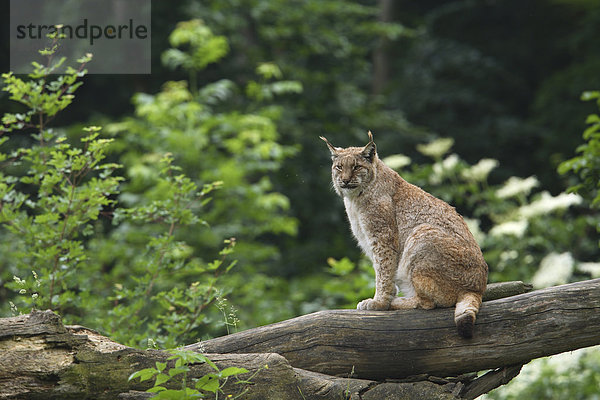europäisch Wald Deutschland Luchs lynx lynx