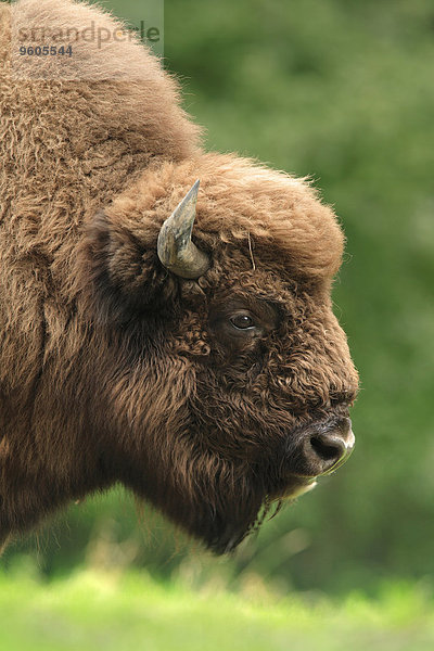 Portrait europäisch Close-up Bison Deutschland