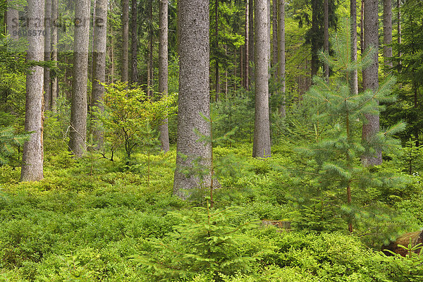 Landschaftlich schön landschaftlich reizvoll Wald Ansicht Deutschland Hessen