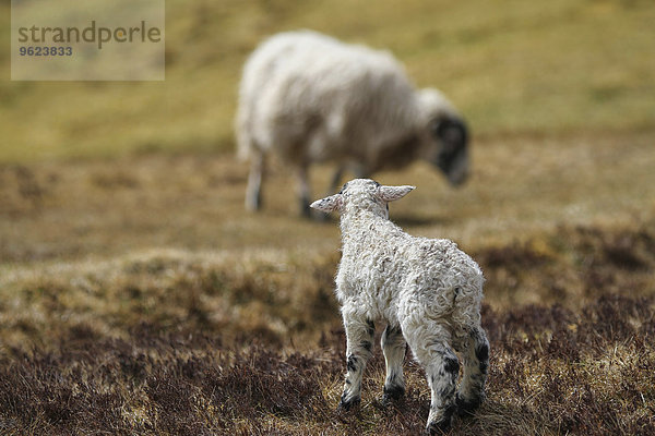 UK  Schottland  Isle of Skye  Quiraing  Schafe auf der Wiese