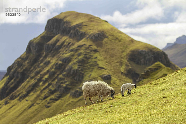 UK  Schottland  Isle of Skye  Quiraing  Schafe auf der Wiese