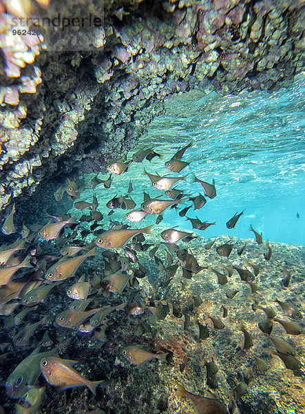 Malaysia  Südchinesisches Meer  Perhenische Insel  Gruppe tropischer Fische unter einer Höhle schwimmend