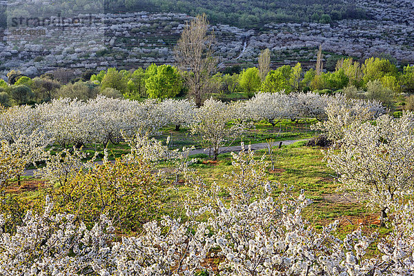 Spanien  Extremadura  Valle del Jerte  Tal mit blühenden Kirschbäumen