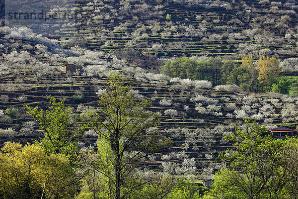 Spanien  Extremadura  Valle del Jerte  Tal mit blühenden Kirschbäumen