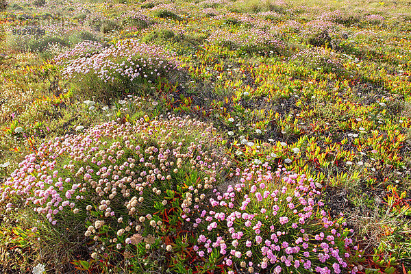 Portugal  Bordeira Strand  Armeria Blumen