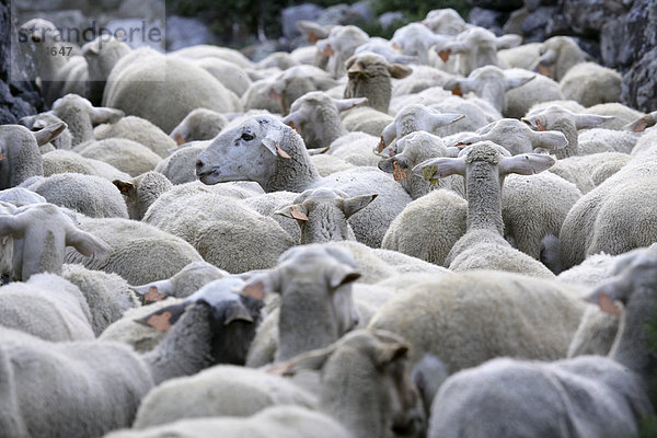 Spanien  Nationalpark Ordesa  wandernde Schafherde