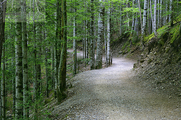 Spanien  Nationalpark Ordesa  Waldweg