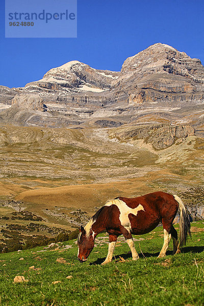 Spanien  Nationalpark Ordesa  Pferd auf Bergwiese am Monte Perdido-Massiv