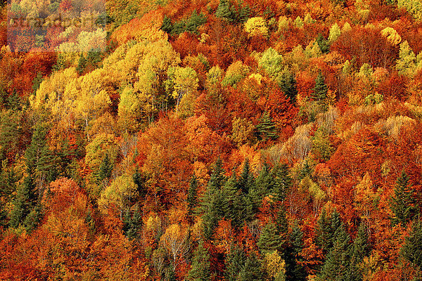 Spanien  Nationalpark Ordesa  Nadelwald im Herbst