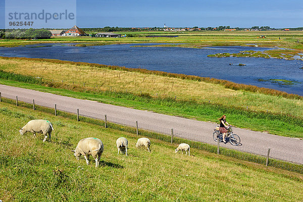 Niederlande  Insel Texel  Den Burg  Schafe grasen auf dem Deich
