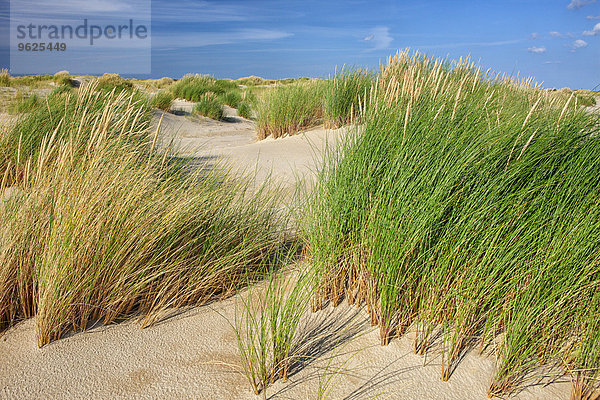 Niederlande  Insel Texel  Dünen des Nationalparks Texel