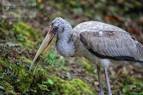 Malaysia  Pahang  Taman Negara Nationalpark  Vogel