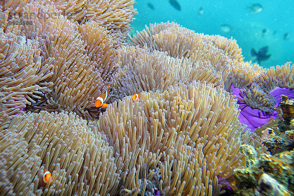 Malaysia  Südchinesisches Meer  Insel Tioman  Korallenriff