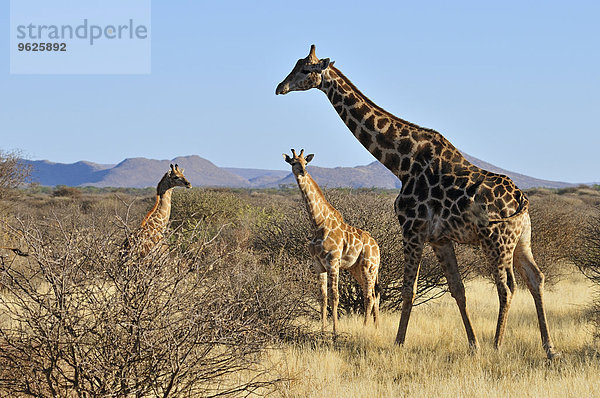 Afrika  Namibia  Kaokoland  Namibwüste  drei wüstenadaptierte Giraffen