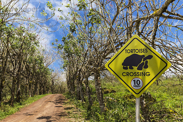 Ecuador  Galapagosinseln  Santa Cruz  Geschwindigkeitsbegrenzungsschild an der Baumstraße