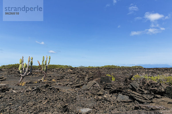 Ecuador  Galapagos Inseln  Isabela  Kaktus Jasminocereus thouarsii auf Lavafeld