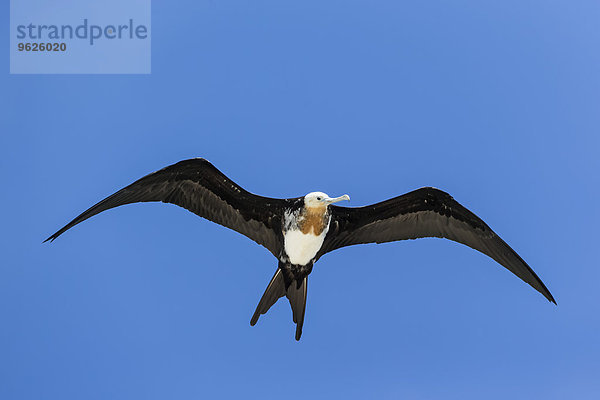 Ecuador  Galapagos Inseln  Genovesa  fliegender großer Fregattvogel vor blauem Himmel