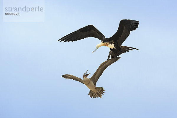 Ecuador  Galapagos-Inseln  Genovesa  fliegender großer Fregattvogel und Nazca-Tölpel streiten sich