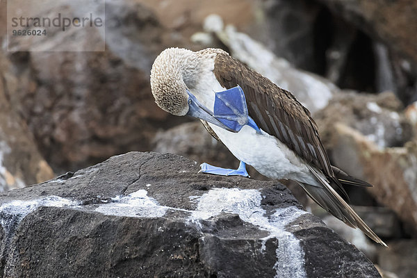 Ecuador  Galapagosinseln  Isabela  Blaufußtölpel beim Fußputzen