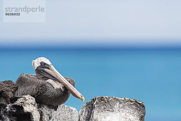 Ecuador  Galapagos Inseln  Santa Cruz  Playa Las Bachas  kauernder brauner Pelikan