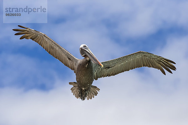 Ecuador  Galapagos Inseln  Santa Cruz  Playa Las Bachas  fliegender brauner Pelikan