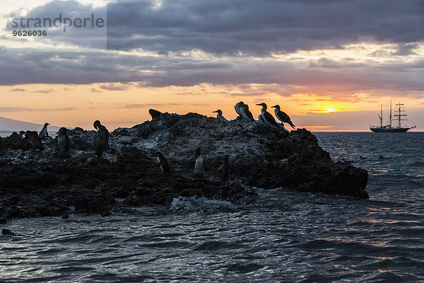 Ecuador  Galapagosinseln  Isabela  Blaufußtölpel auf Felsen bei Sonnenuntergang