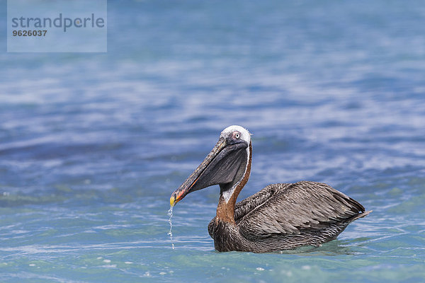 Ecuador  Galapagos Inseln  Santa Cruz  Playa Las Bachas  schwimmender brauner Pelikan