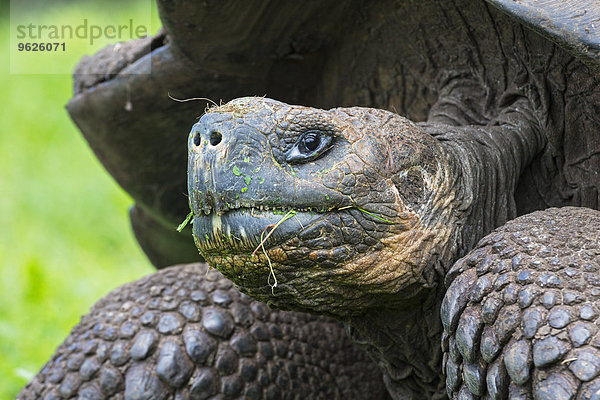 Ecuador  Galapagosinseln  Galapagosschildkröte mit Gras im Gesicht