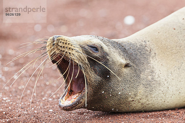 Ecuador  Galapagosinseln  Rabida  Portrait des gähnenden Seelöwen