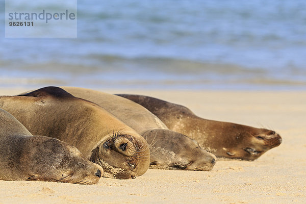 Ecuador  Galapagos Inseln  Santa Fe  vier Seelöwen schlafen am Strand am Meer