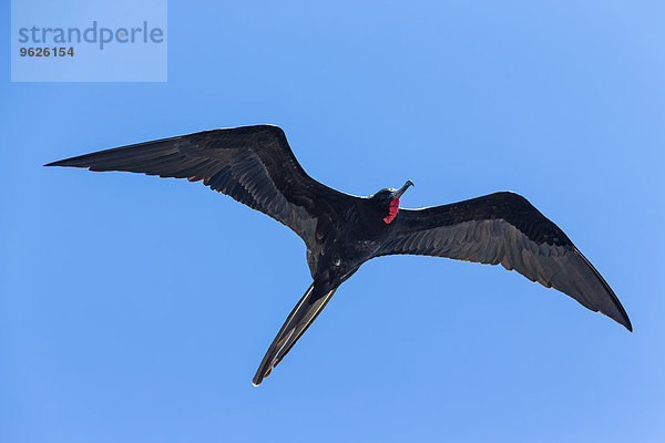 Ecuador  Galapagos Inseln  Isabela  fliegender Fregattvogel