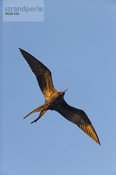 Ecuador  Galapagosinseln  Floreana  fliegender prächtiger Fregattvogel