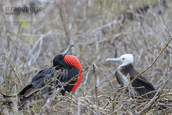 Ecuador  Galapagosinseln  Seymour Norte  Paarung herrlicher Fregattvogel