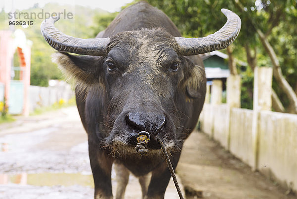 Philippinen  Palawan  El Nido  Wasserbüffel auf der Straße