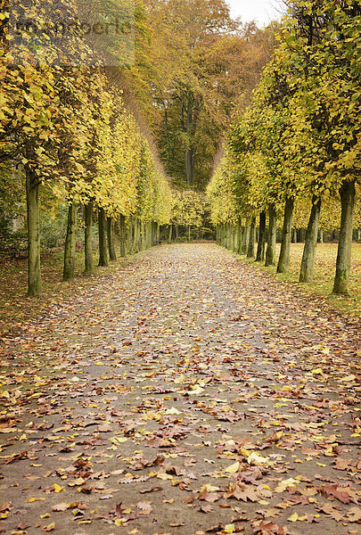 Deutschland  Düsseldorf  Herbstgasse im Park