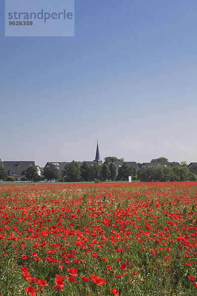 Deutschland  Köln Widdersdorf  Mohnfeld und St. Jakobuskirche in der Altstadt im Hintergrund