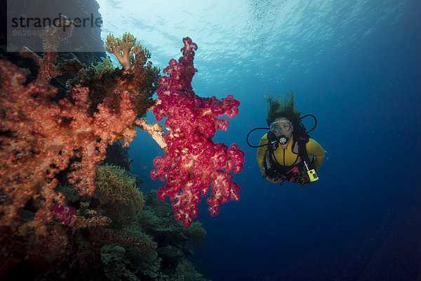 Pazifik  Palau  Taucher im Korallenriff mit Baumkorallen