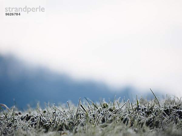 Deutschland  Schwarzwald  gefrorenes Gras am Morgen im Winter