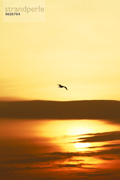 Fliegende Möwe bei Sonnenuntergang