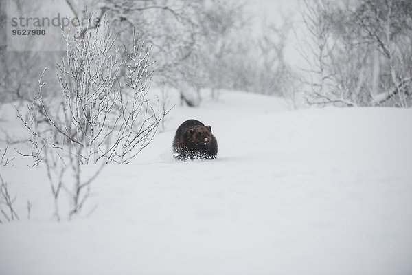 Norwegen  Bardu  Vielfraß  Wandern im Schnee