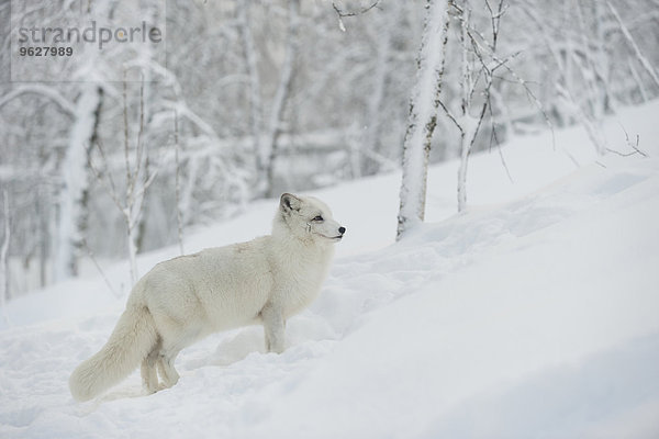 Norwegen  Bardu  Polarfuchs im Winter