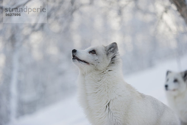 Norwegen  Bardu  Polarfüchse im Winter