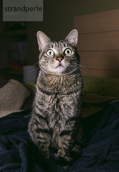 Portrait der Katze mit weit geöffneten Augen