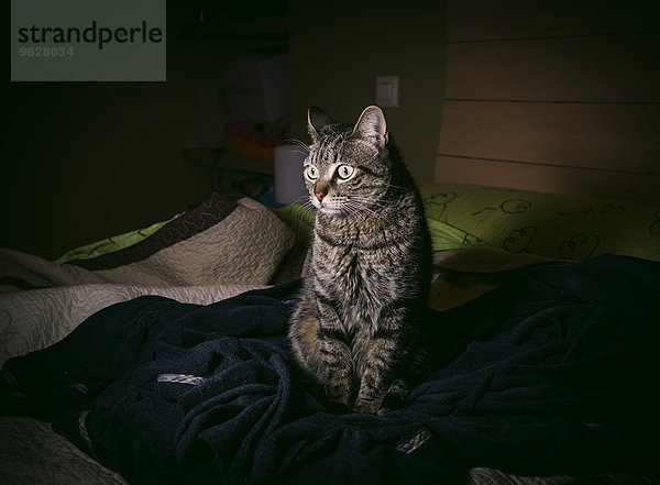 Tabby-Katze im Bett zuhause