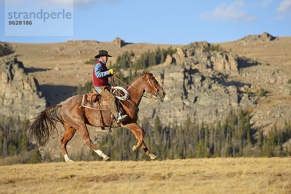 USA  Wyoming  Reiten Cowboy