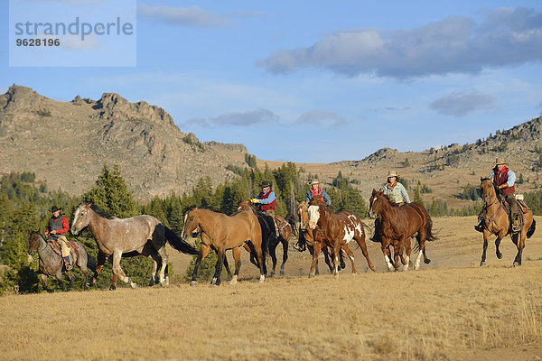 USA  Wyoming  Cowboys und Cowgirls hüten Pferde in der Wildnis