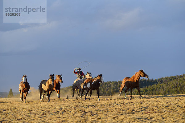USA  Wyoming  Cowboyreiten mit Lasso-Hüten in der Wildnis
